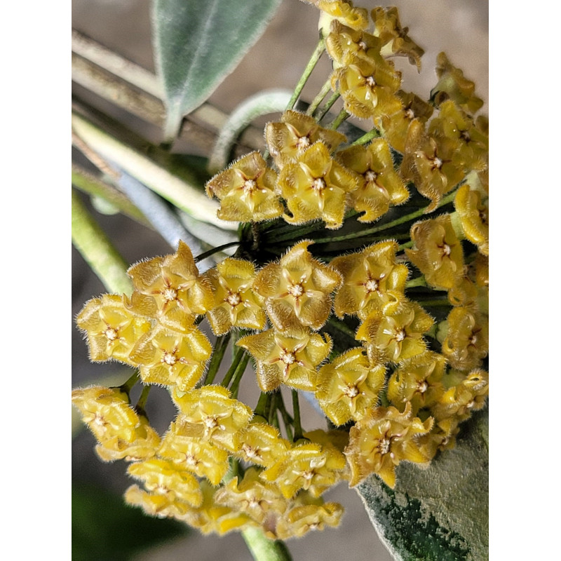 Hoya nuttiana store with hoya flowers