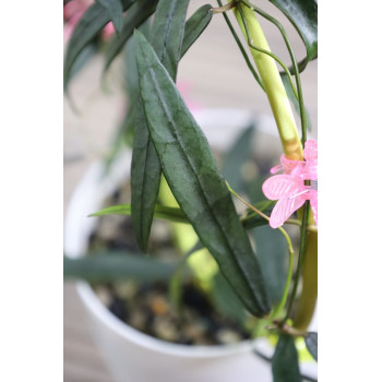 Dischidia thaithongiae store with hoya flowers