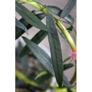 Dischidia thaithongiae store with hoya flowers