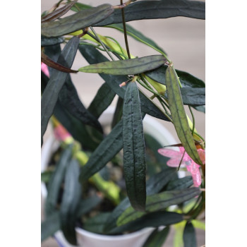 Dischidia thaithongiae store with hoya flowers