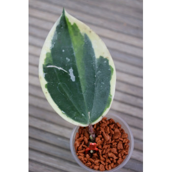 Hoya latifolia albomarginata round  - rooted store with hoya flowers