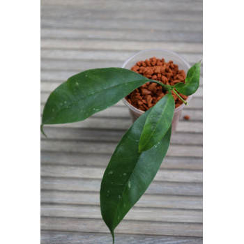 Hoya occultata RED - rooted store with hoya flowers