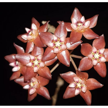 Hoya kaikoeana  - rooted store with hoya flowers