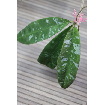 Hoya kaikoeana  - rooted store with hoya flowers