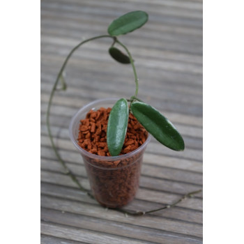 Hoya lyi 'Prism' PINK FLOWER albomarginata, rooted, growing store with hoya flowers