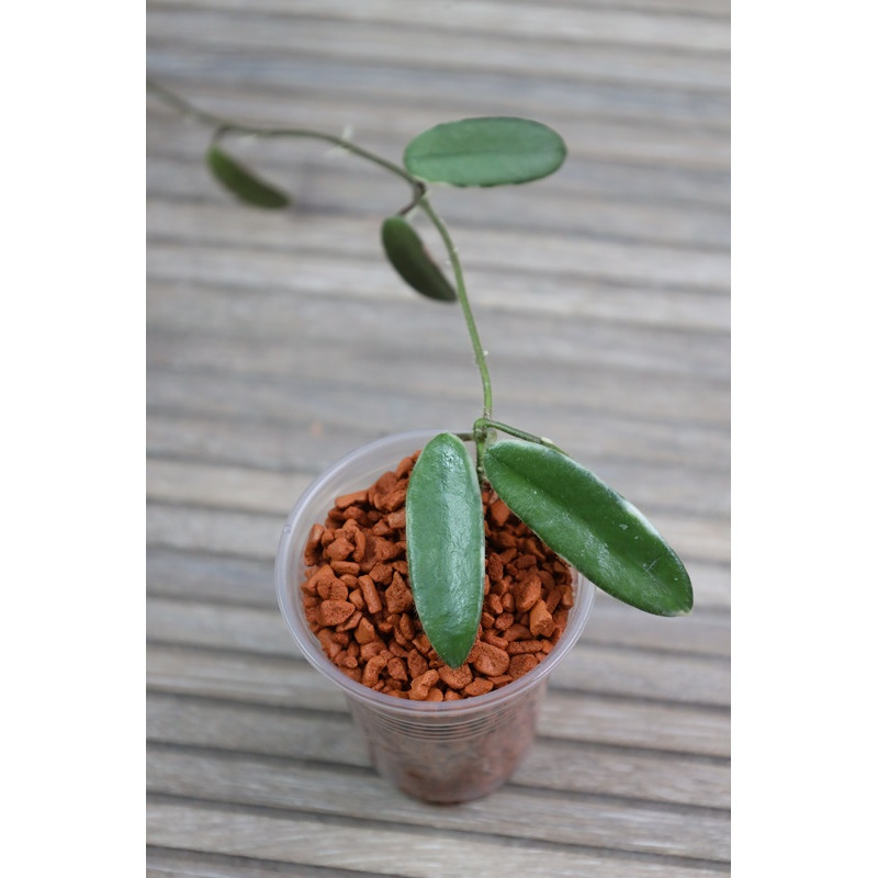 Hoya lyi 'Prism' PINK FLOWER albomarginata, rooted, growing store with hoya flowers