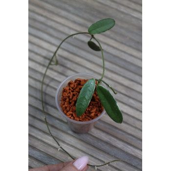 Hoya lyi 'Prism' PINK FLOWER albomarginata, rooted, growing store with hoya flowers