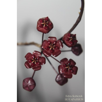 Hoya fauziana ssp. angulata - real photos sklep z kwiatami hoya