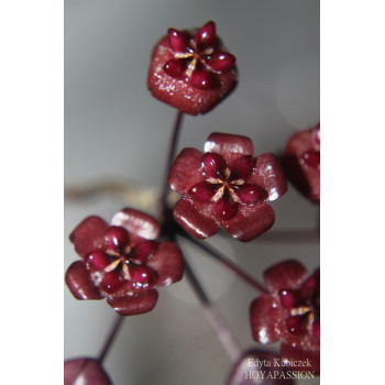 Hoya fauziana ssp. angulata - real photos sklep z kwiatami hoya