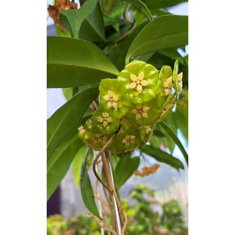 Hoya danumensis ssp. amarii ( Indonesian form ) - real photos store with hoya flowers