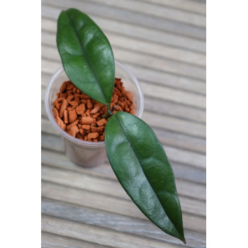 Hoya danumensis ssp. amarii ( Indonesian form ) - real photos store with hoya flowers