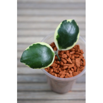 Hoya 'Palta' ( incurvula albomarginata ) - real photos store with hoya flowers