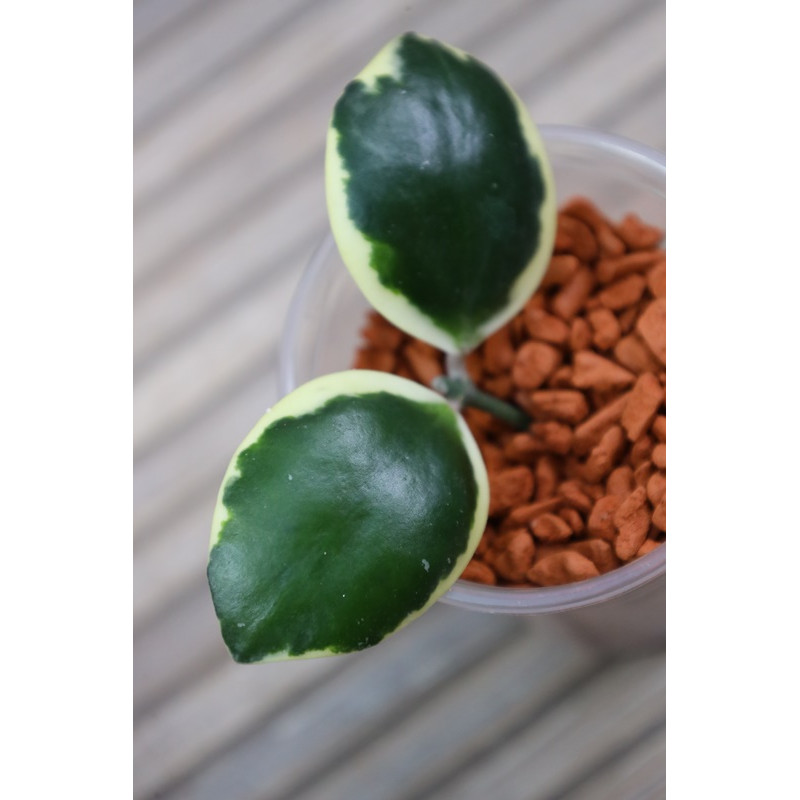 Hoya 'Palta' ( incurvula albomarginata ) - real photos store with hoya flowers