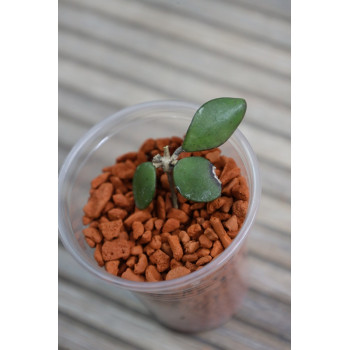 Hoya sp. Kalimantan mini ( mini coin ) - real photos internet store