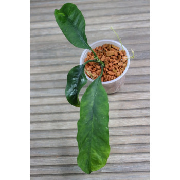 Hoya gongshanica - rooted store with hoya flowers