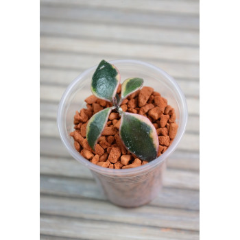 Hoya bakoensis albomarginata - real photos store with hoya flowers