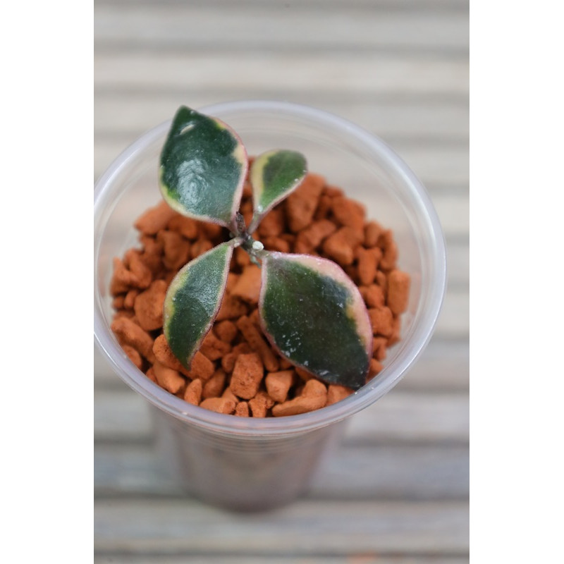 Hoya bakoensis albomarginata - real photos store with hoya flowers