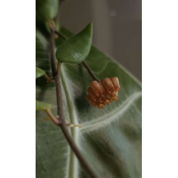 Hoya mamasa store with hoya flowers