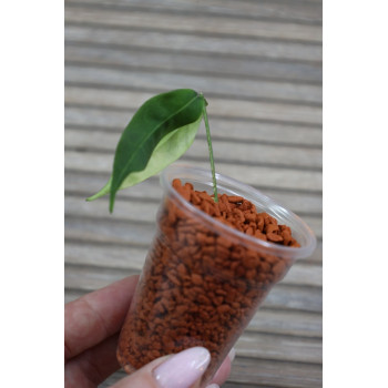 Hoya solaniflora NS12-277 - rooted store with hoya flowers