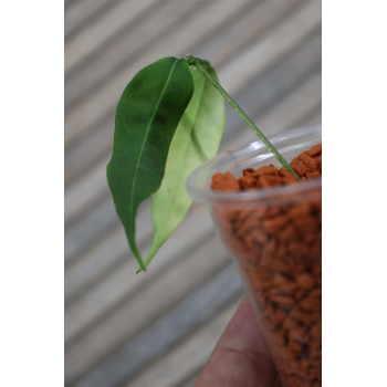 Hoya solaniflora NS12-277 - rooted store with hoya flowers