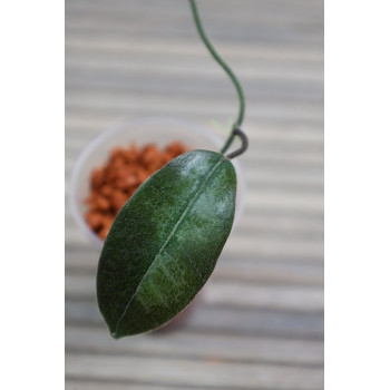 Papuahoya sp. /02/ (sp. Gurita) - rooted plant store with hoya flowers