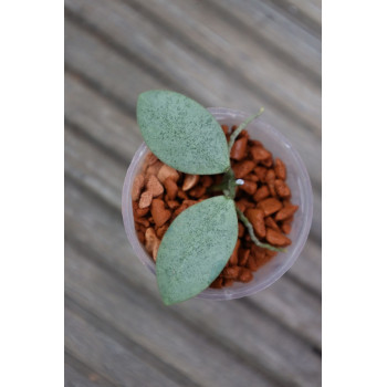 Hoya sp. ETS-10 SILVER - ukorzeniona sklep internetowy