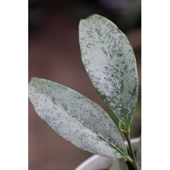 Zestaw: Hoya amicabilis SILVER + Hoya multiflora SILVER 'WonderPhil' sklep internetowy