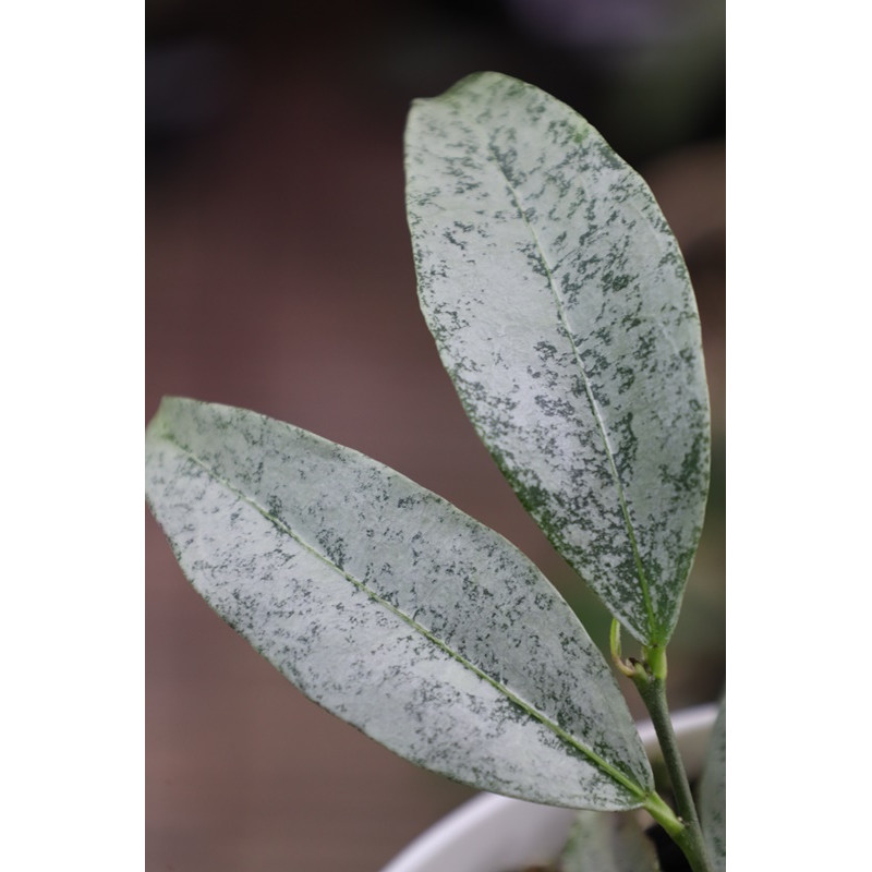 SET: Hoya amicabilis SILVER + Hoya multiflora SILVER 'WonderPhil' store with hoya flowers