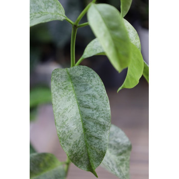 Hoya multiflora SILVER 'WonderPhil' store with hoya flowers