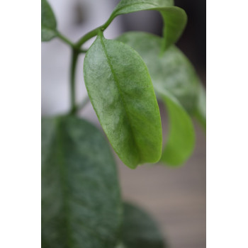 SET: Hoya amicabilis SILVER + Hoya multiflora SILVER 'WonderPhil' store with hoya flowers