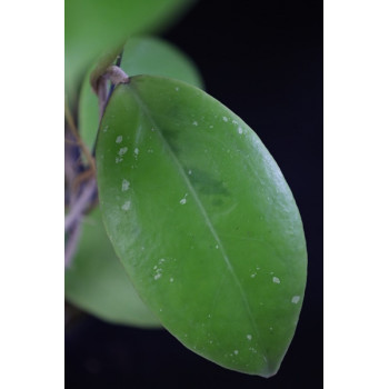 Hoya sp. Mindanao UT 249 sklep z kwiatami hoya