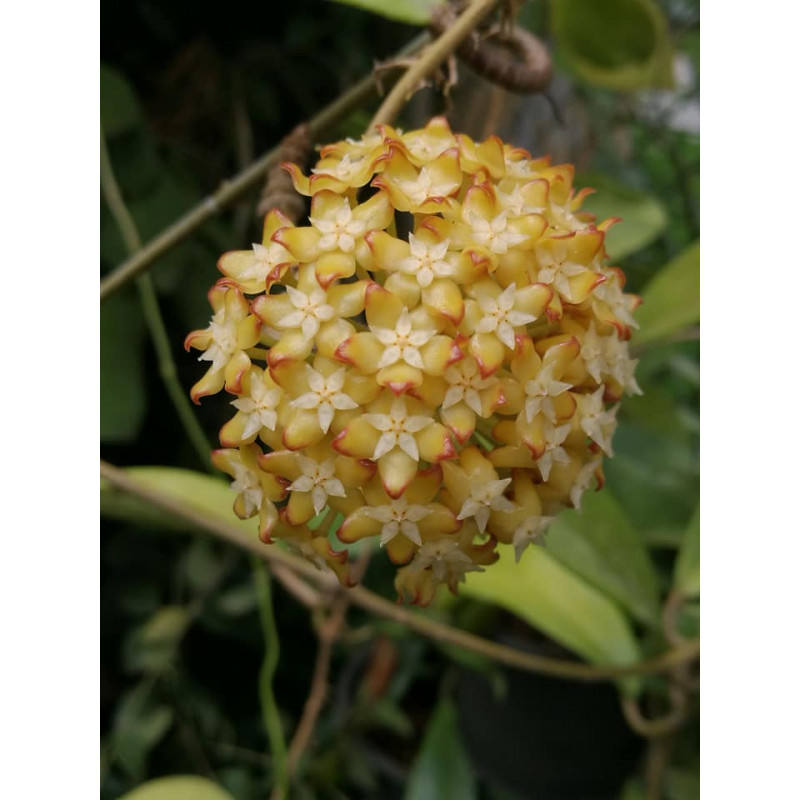 Hoya sp. Mindanao UT 249 store with hoya flowers