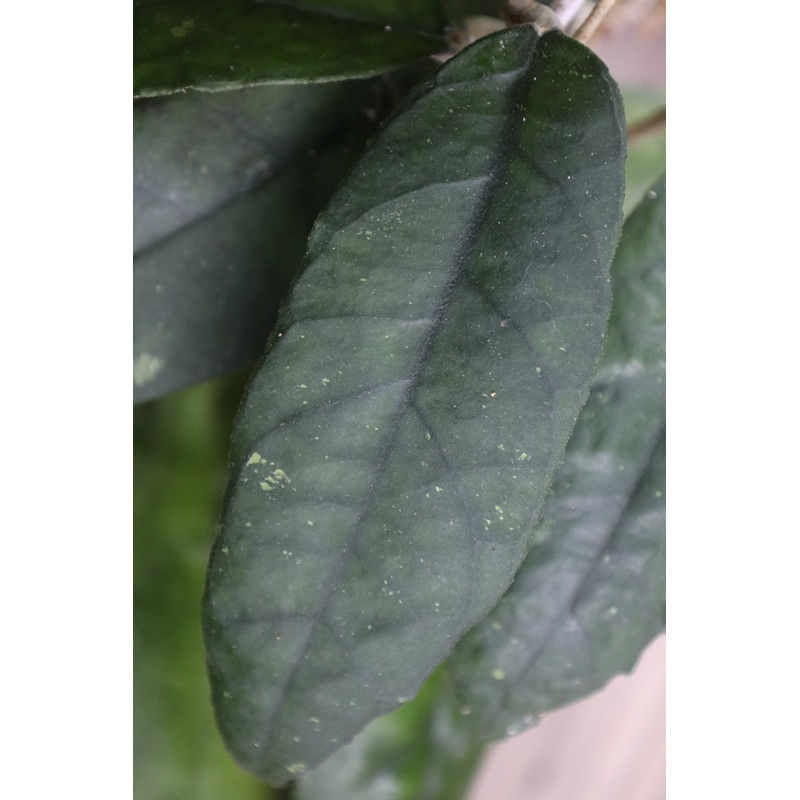 Hoya sp. MIRAL 203  ( cf. finlaysonii speckled  Langkawi Island Malaysia ) store with hoya flowers