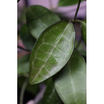 Hoya elliptica 'Philippines' sklep z kwiatami hoya