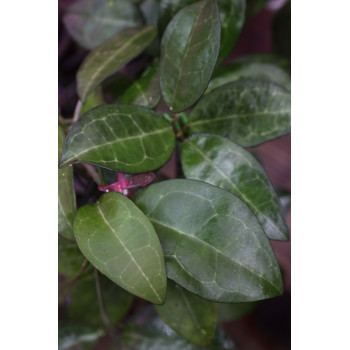 Hoya elliptica 'Philippines' sklep z kwiatami hoya