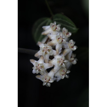 Hoya elliptica 'Philippines' internet store