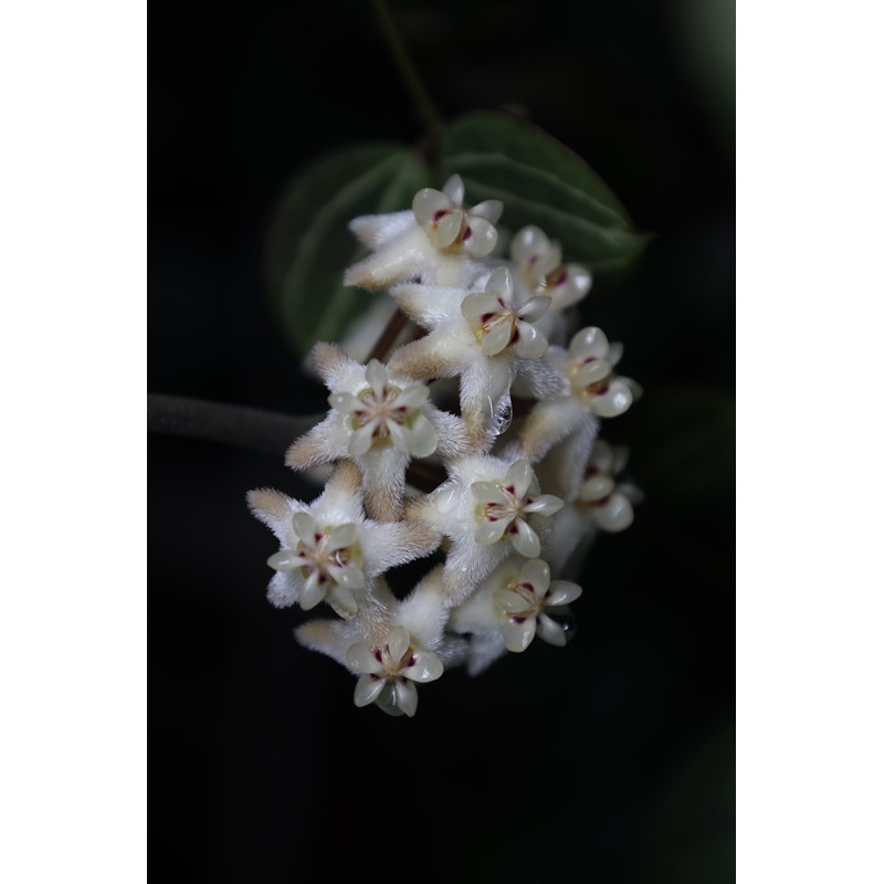 Hoya elliptica 'Philippines' sklep z kwiatami hoya