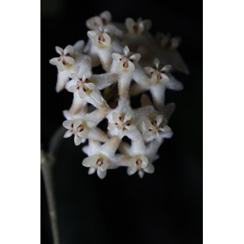 Hoya elliptica 'Philippines' sklep z kwiatami hoya