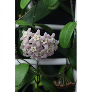 SET: Hoya lyi 'Prism' PINK + Hoya lyi LT08-006 + Hoya spectatissima store with hoya flowers