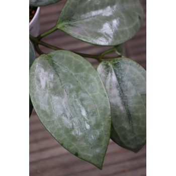 Hoya macrophylla SILVER - NEW! store with hoya flowers