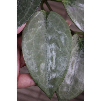 Hoya macrophylla SILVER - NEW! internet store