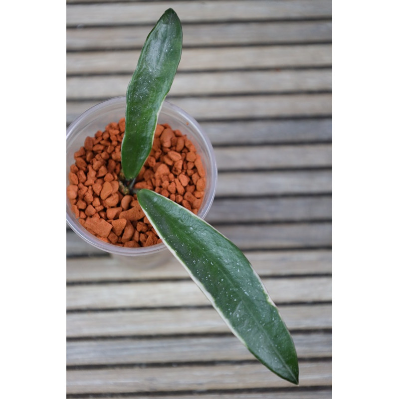 Hoya 'Lapin' albomarginata - NOWOŚĆ! sklep z kwiatami hoya