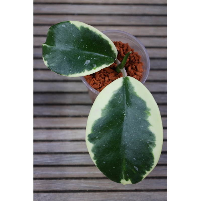 Hoya sp. Easo Daklak albomarginata - NOWOŚĆ! sklep z kwiatami hoya