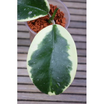 Hoya sp. Easo Daklak albomarginata - NOWOŚĆ! sklep z kwiatami hoya