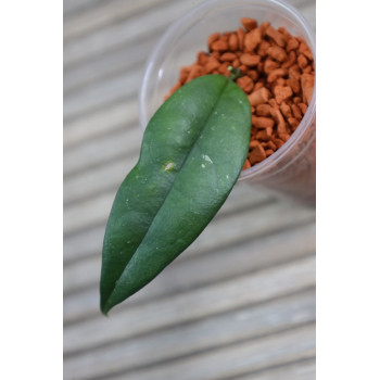 Hoya danumensis ssp. amarii ( Indonesian form ) - real photos store with hoya flowers