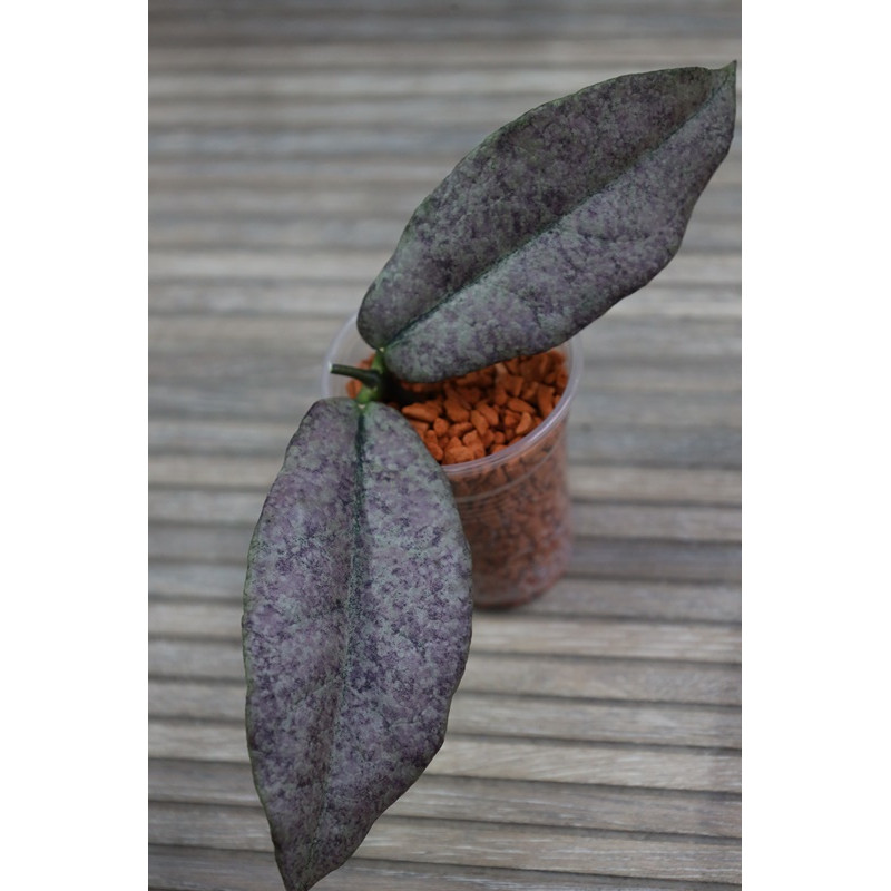 Hoya mitrata SILVER ( Kapuas, indonesian form ) - real photos store with hoya flowers