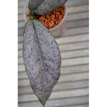 Hoya mitrata SILVER ( Kapuas, indonesian form ) - real photos store with hoya flowers