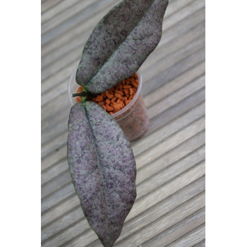 Hoya mitrata SILVER ( Kapuas, indonesian form ) - real photos store with hoya flowers