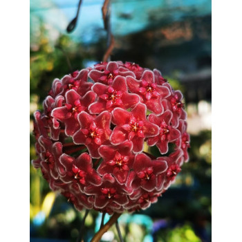 Hoya carnosa Red sklep z kwiatami hoya