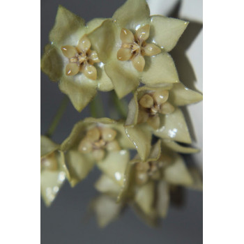 Hoya gildingii store with hoya flowers